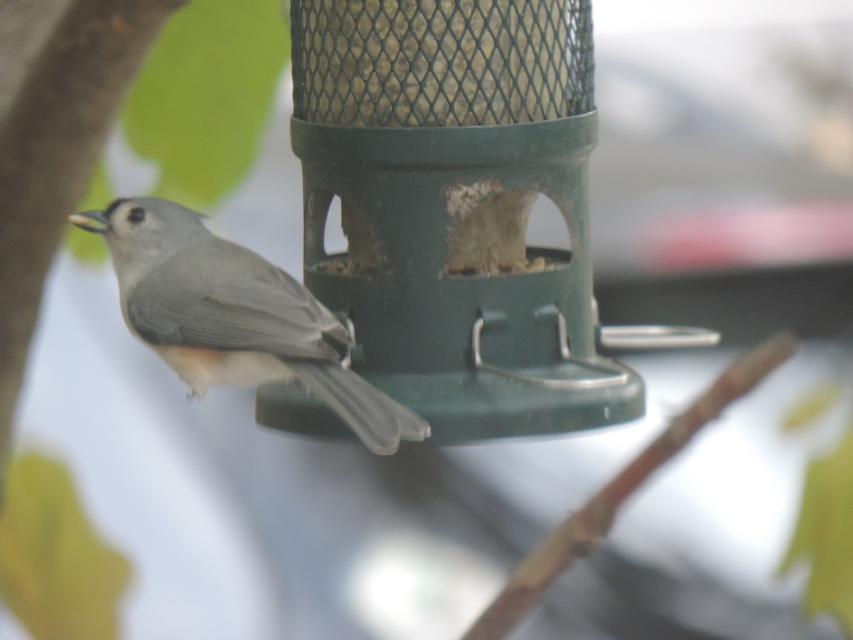 Tufted Titmouse - ML643572058