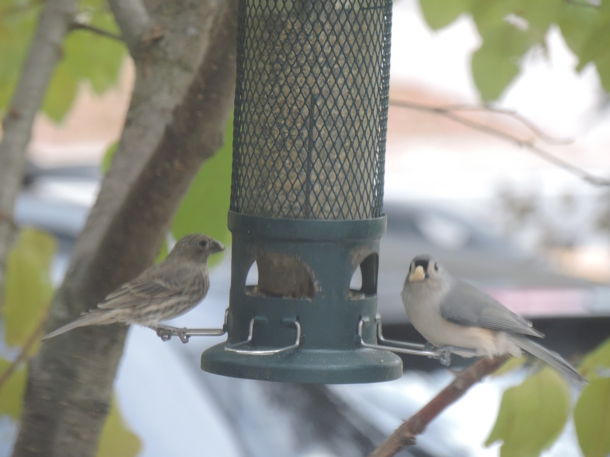 Tufted Titmouse - ML643572059