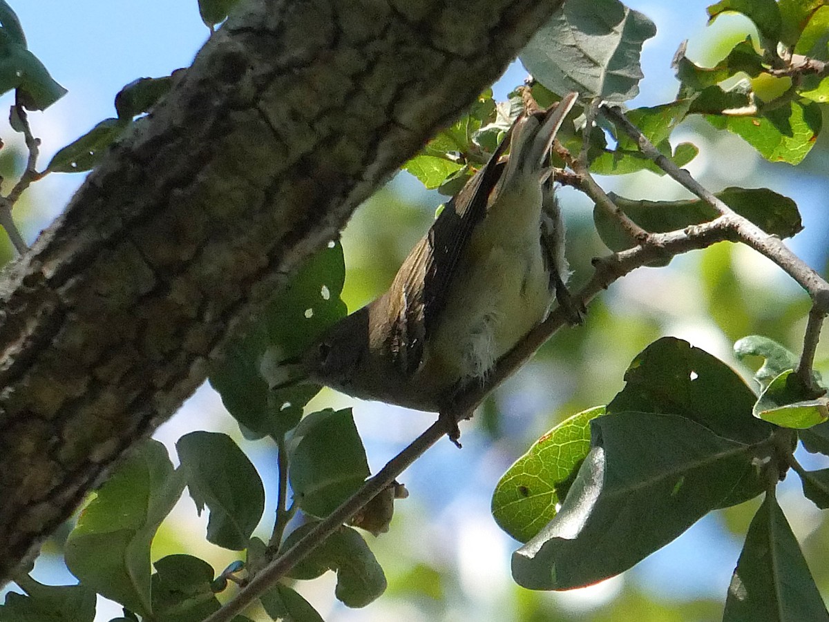 Ruby-crowned Kinglet - ML643572060