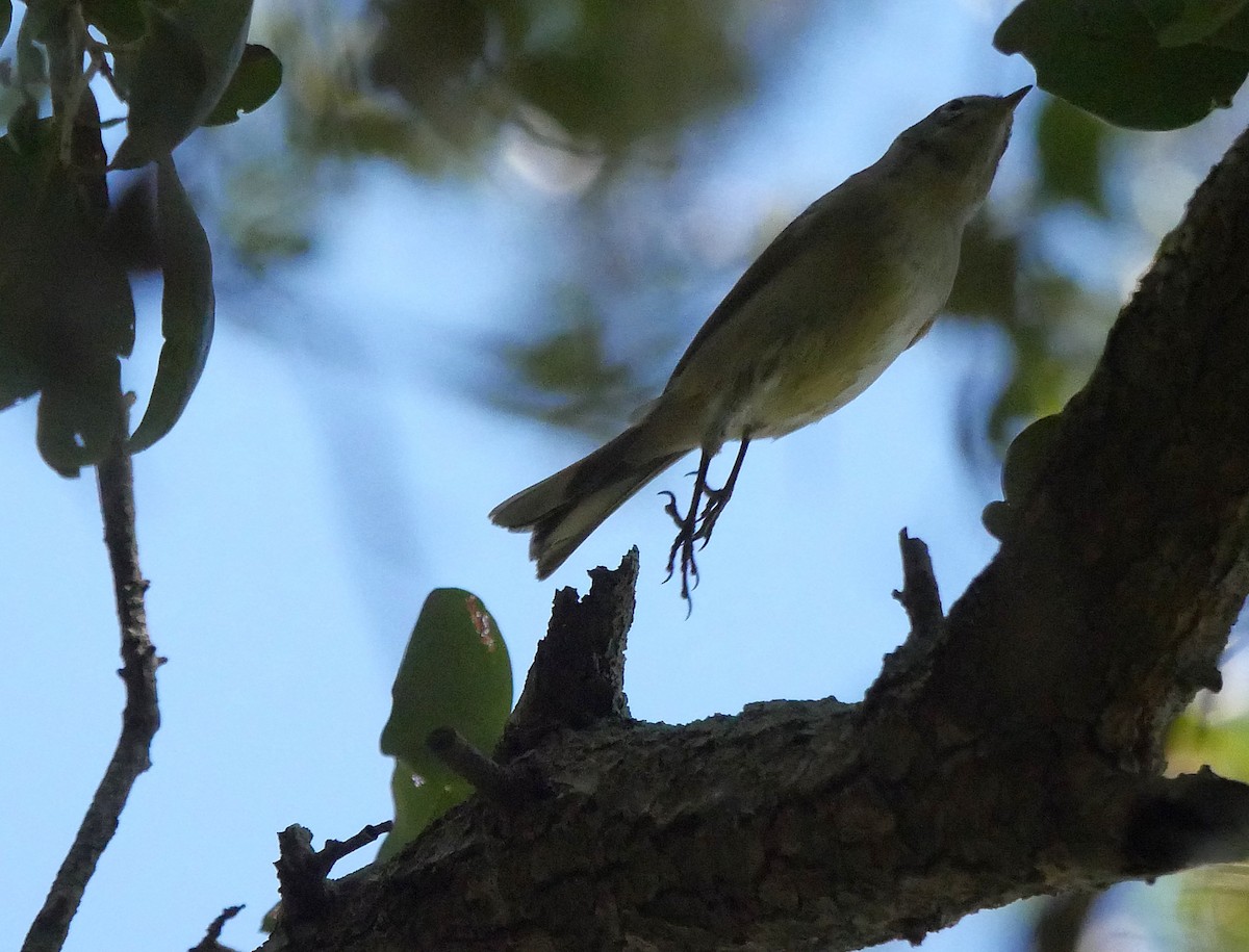 Ruby-crowned Kinglet - ML643572061
