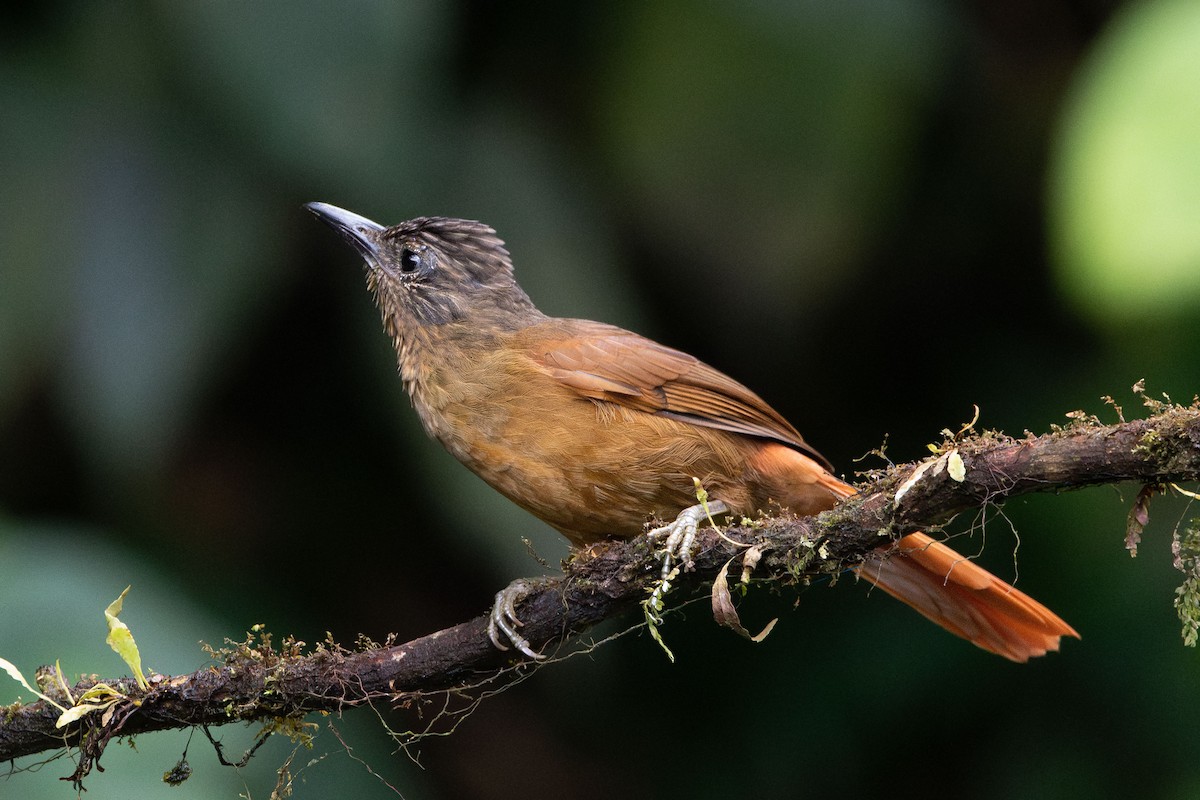 Streak-capped Treehunter - ML643572074