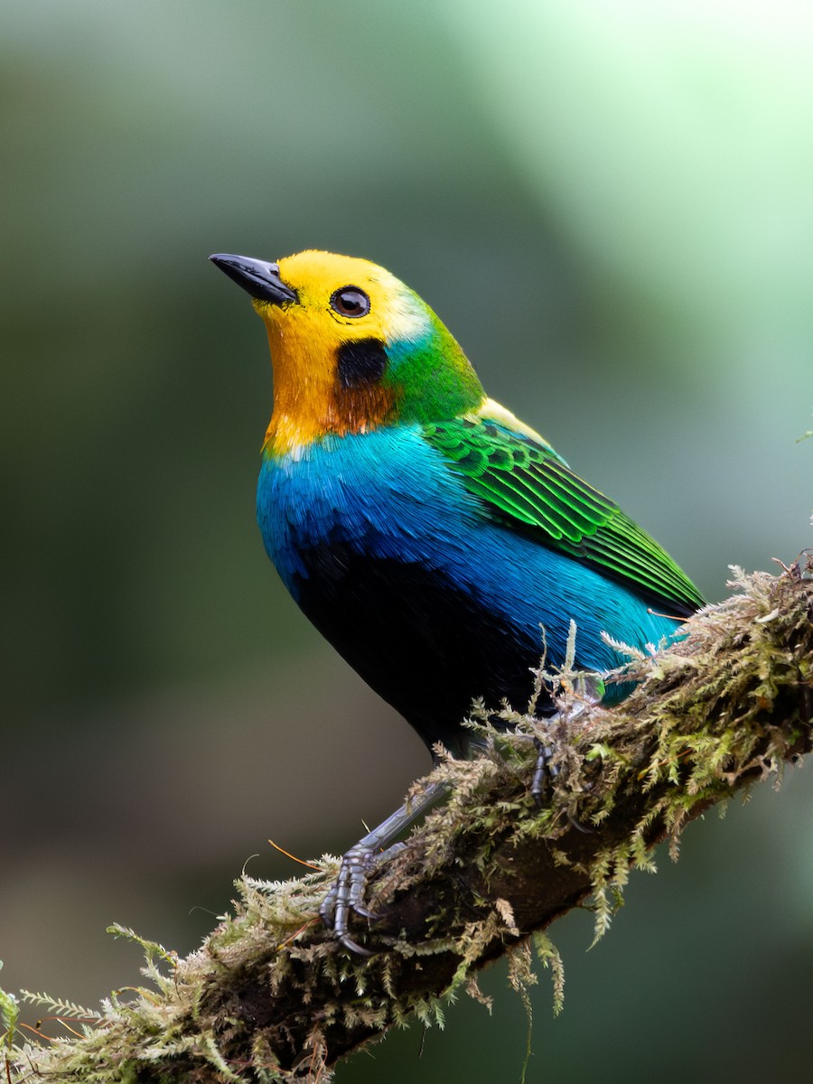 Multicolored Tanager - ML643572087