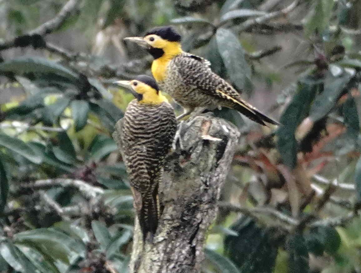 Campo Flicker - ML643572117