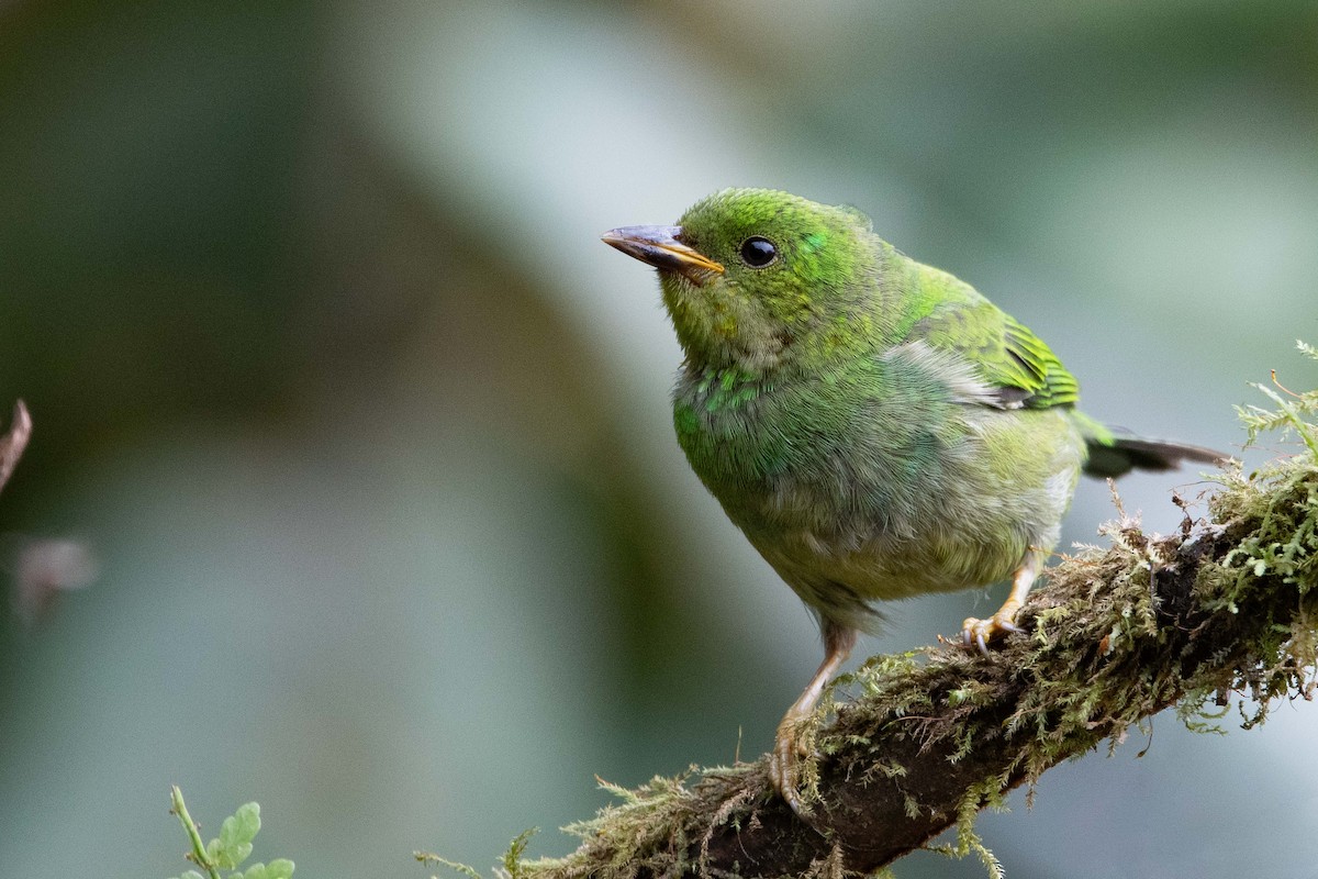 Multicolored Tanager - ML643572118