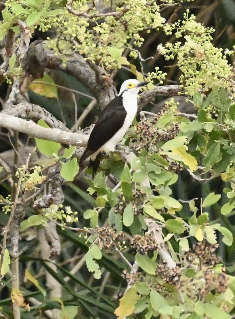White Woodpecker - ML643572119