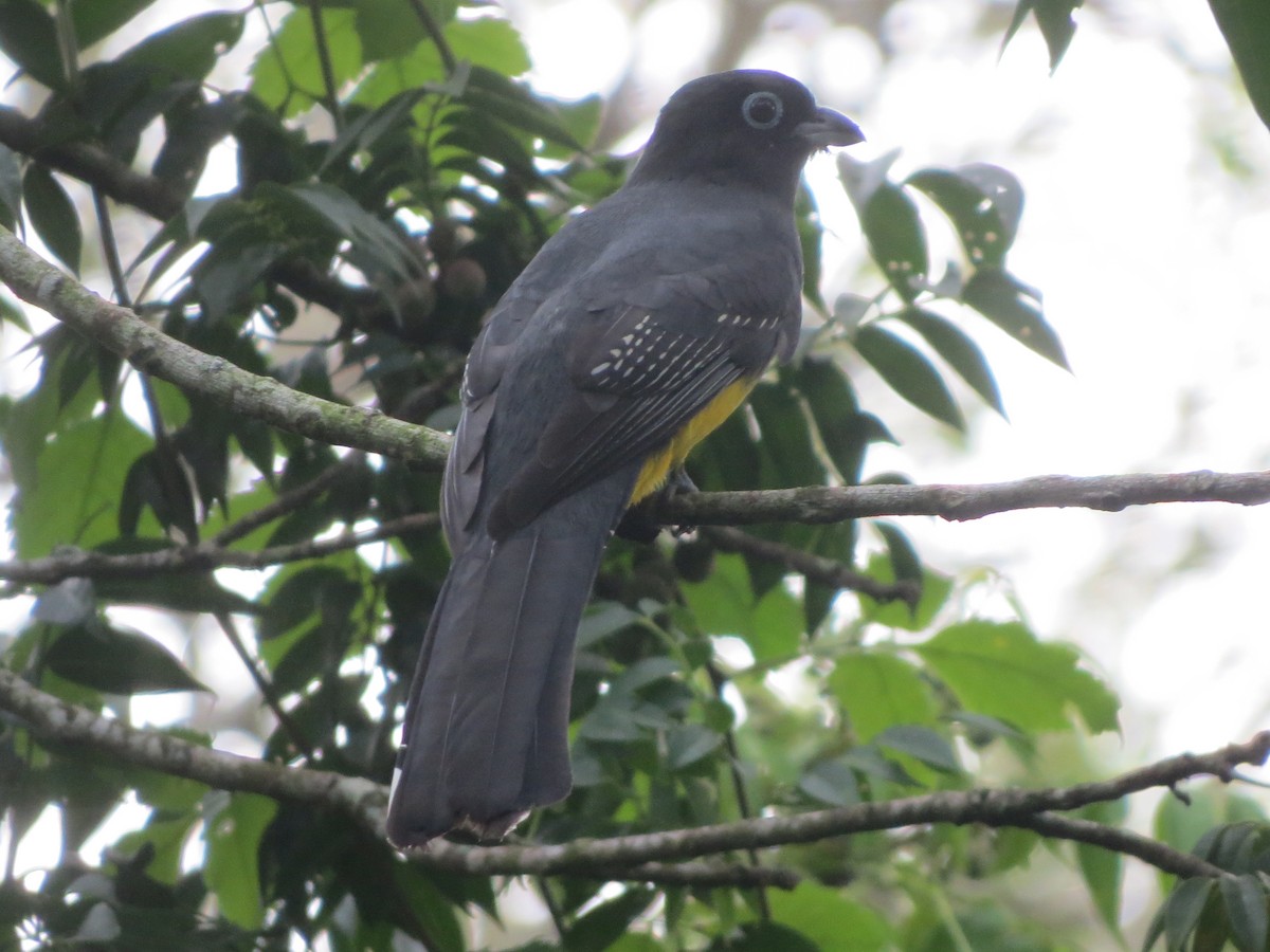 Black-headed Trogon - ML643572131