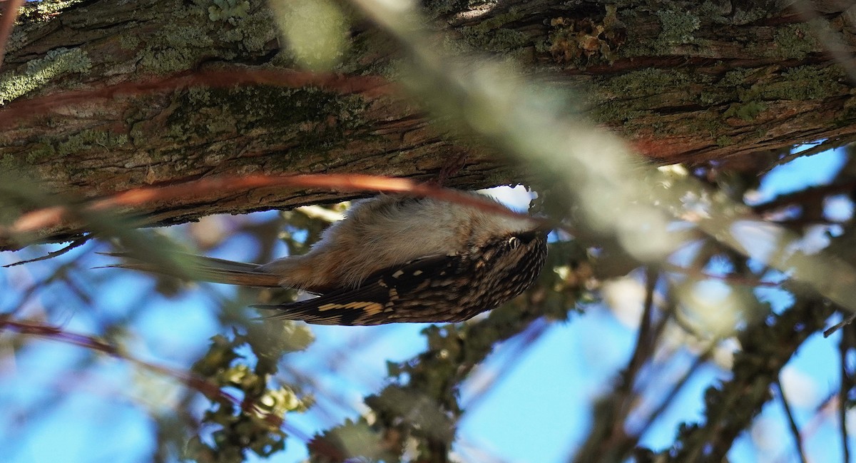 Brown Creeper - ML643572136