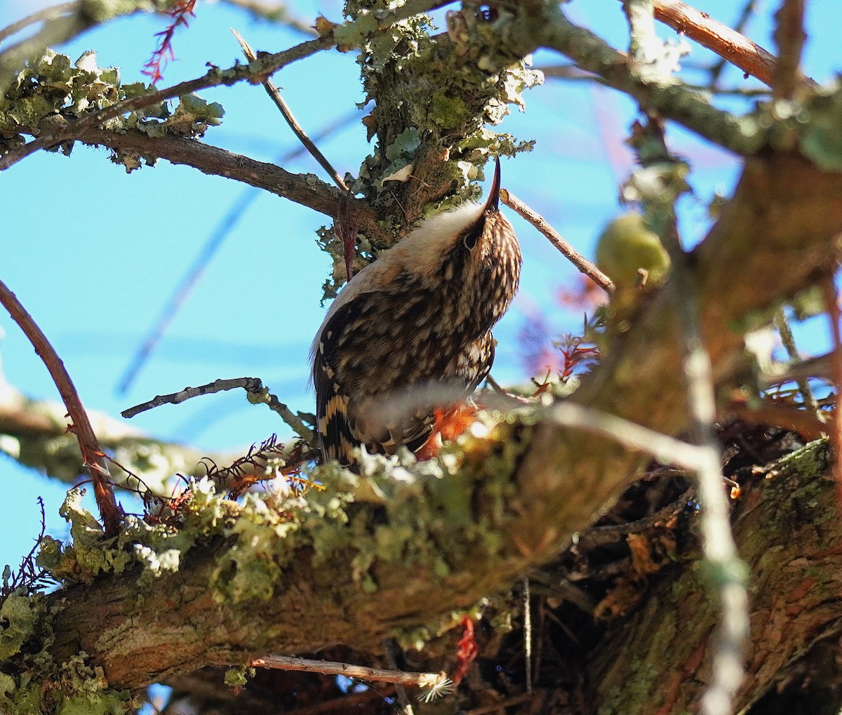 Brown Creeper - ML643572137