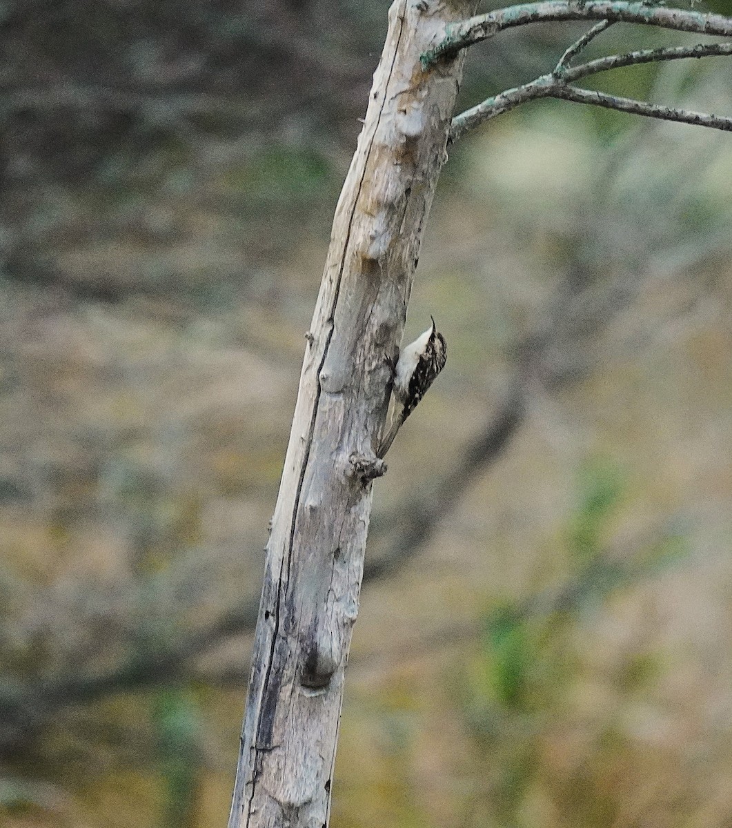 Brown Creeper - ML643572138
