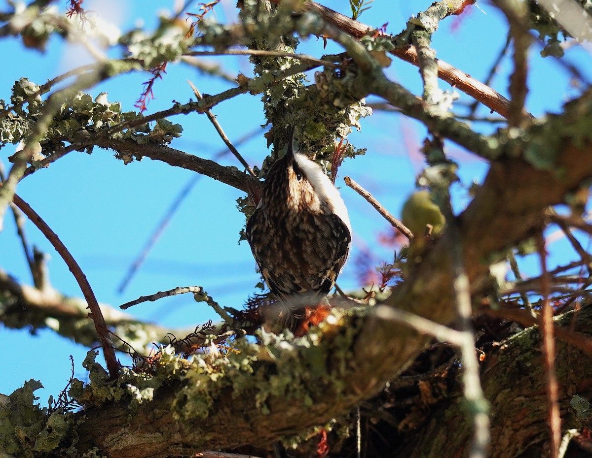 Brown Creeper - ML643572139