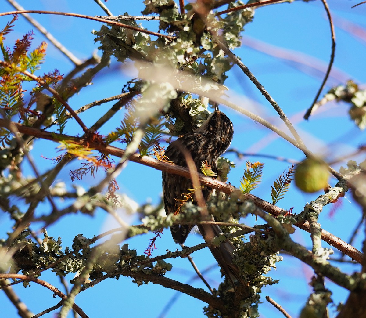 Brown Creeper - ML643572142