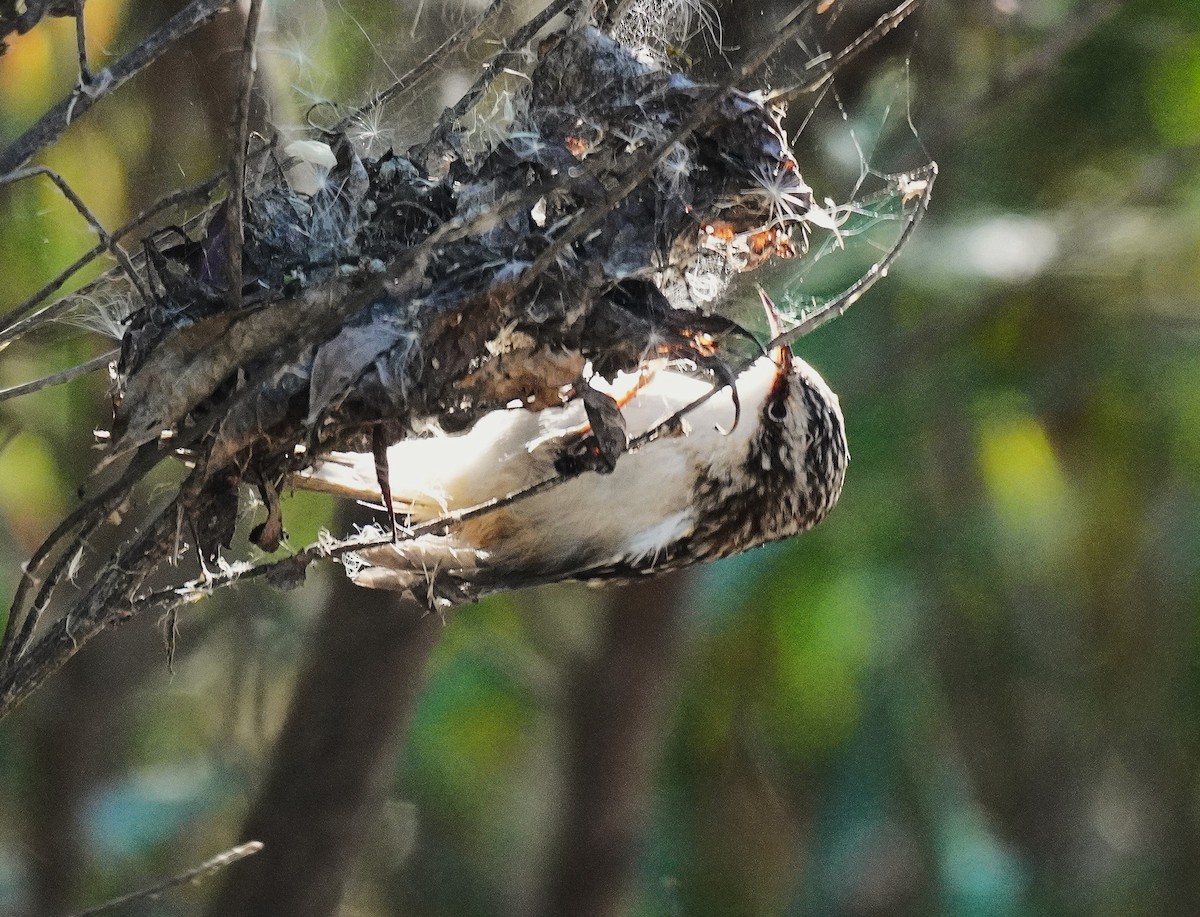 Brown Creeper - ML643572143