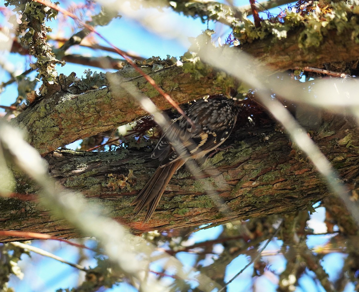 Brown Creeper - ML643572144