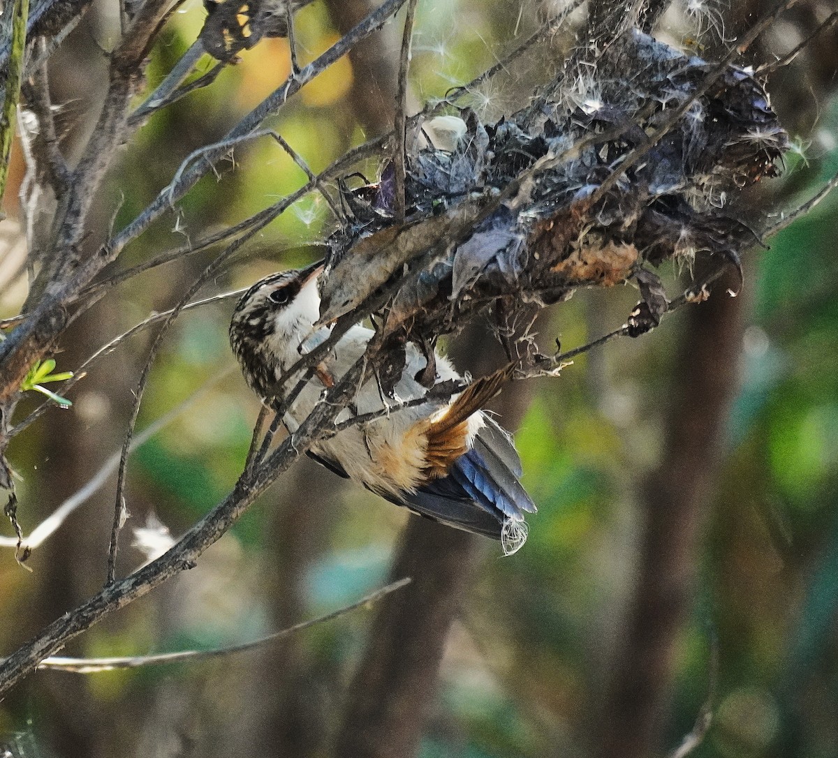 Brown Creeper - ML643572145