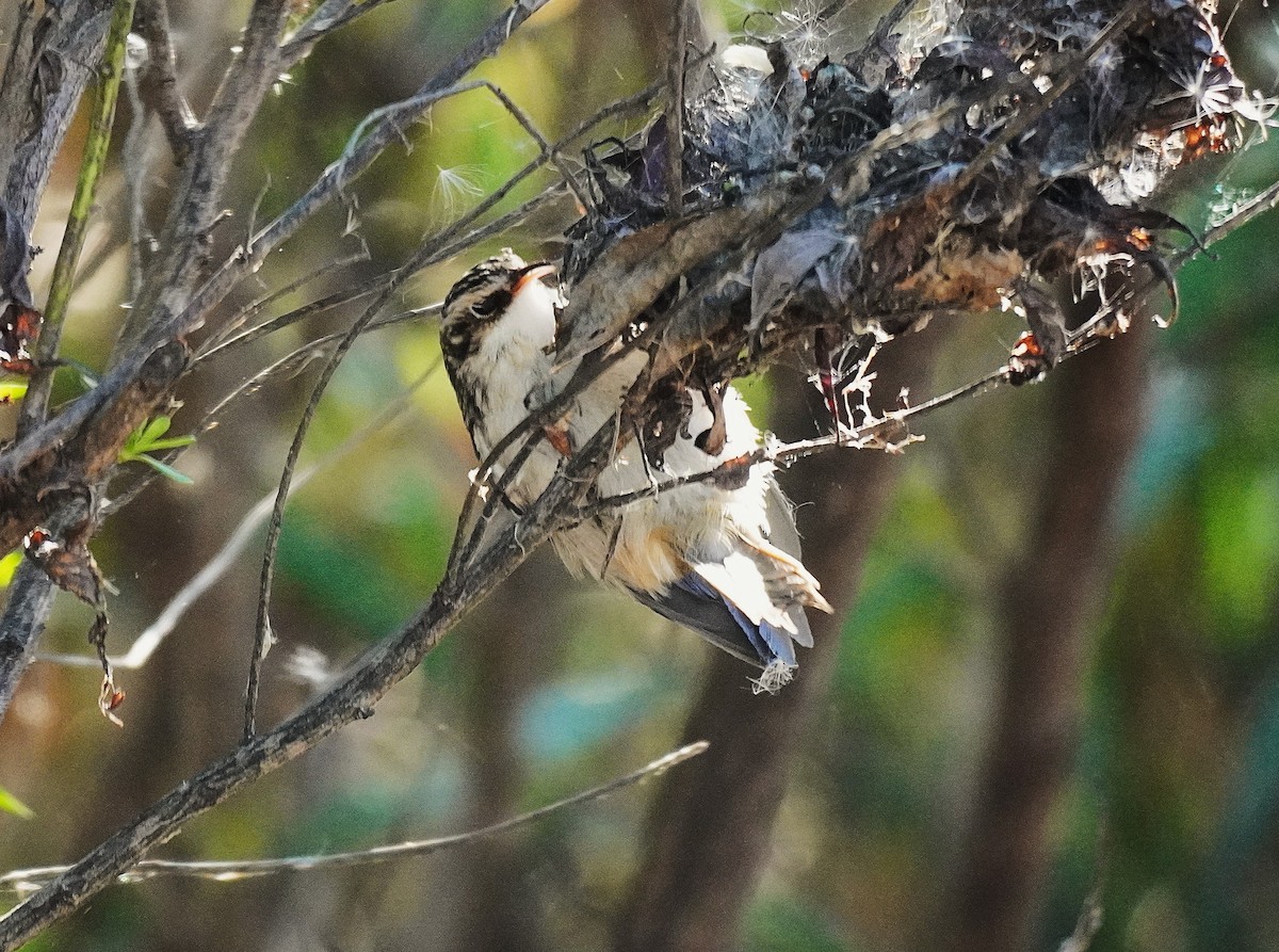 Brown Creeper - ML643572146