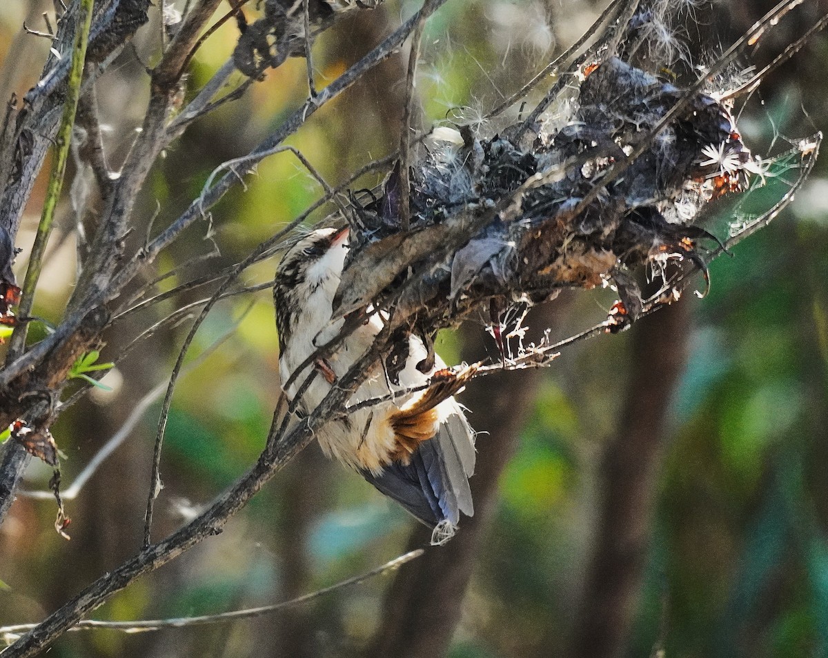 Brown Creeper - ML643572147