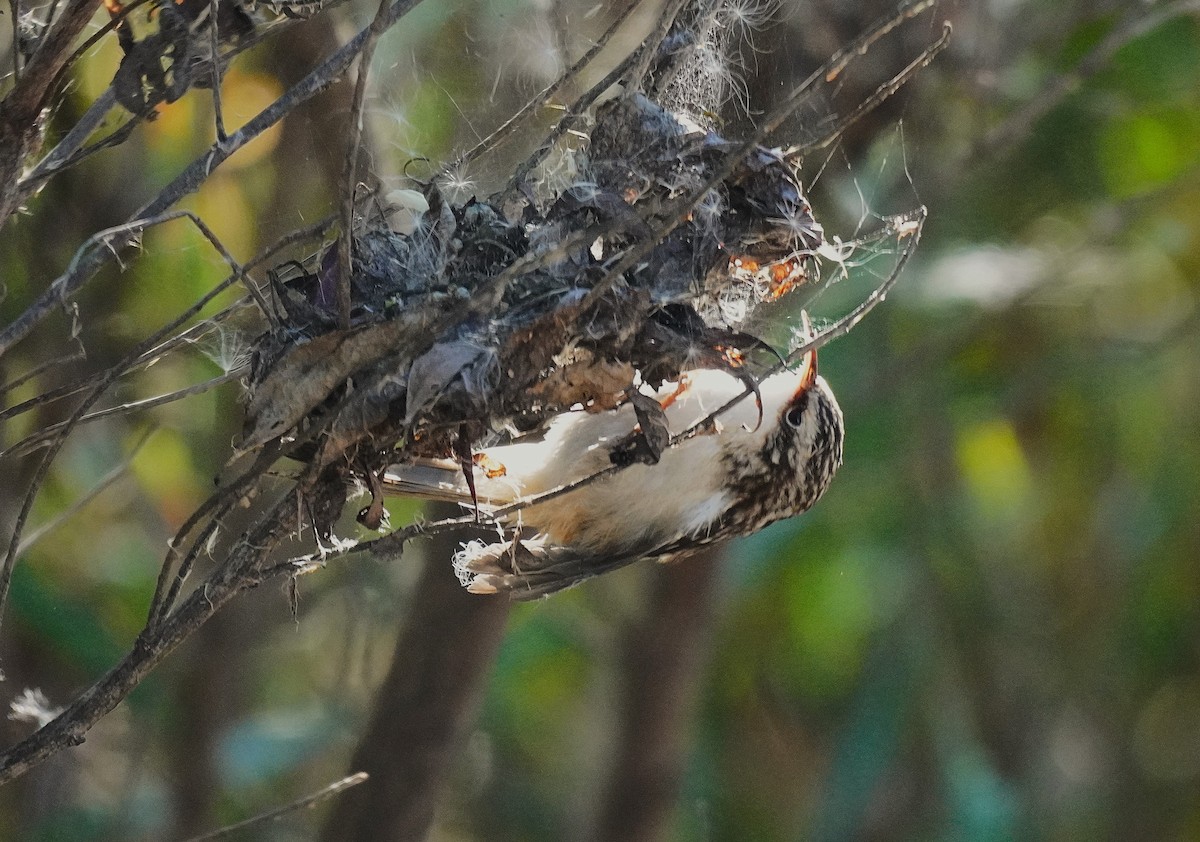 Brown Creeper - ML643572148