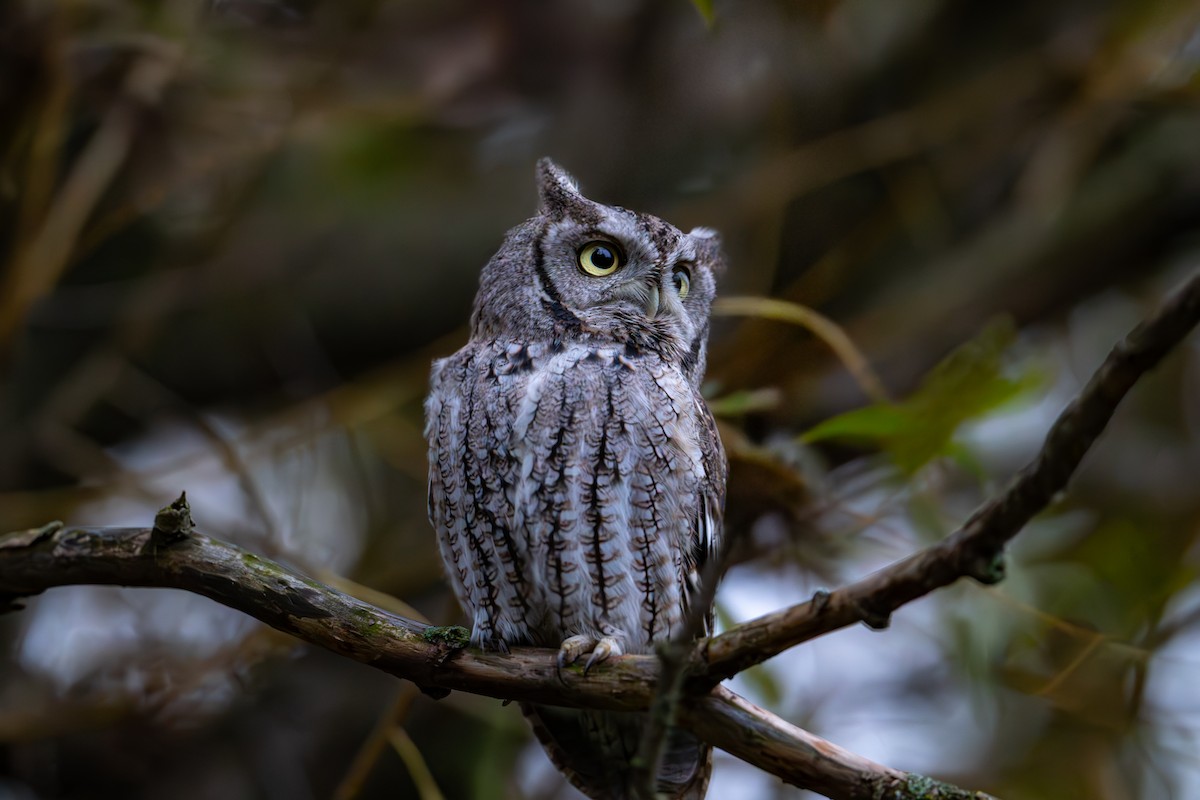 Eastern Screech-Owl - ML643572158