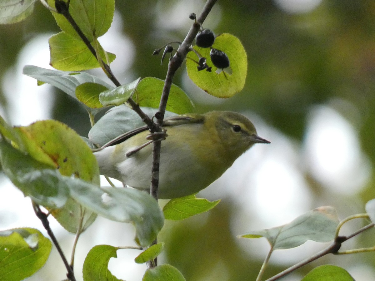 Tennessee Warbler - ML643572166