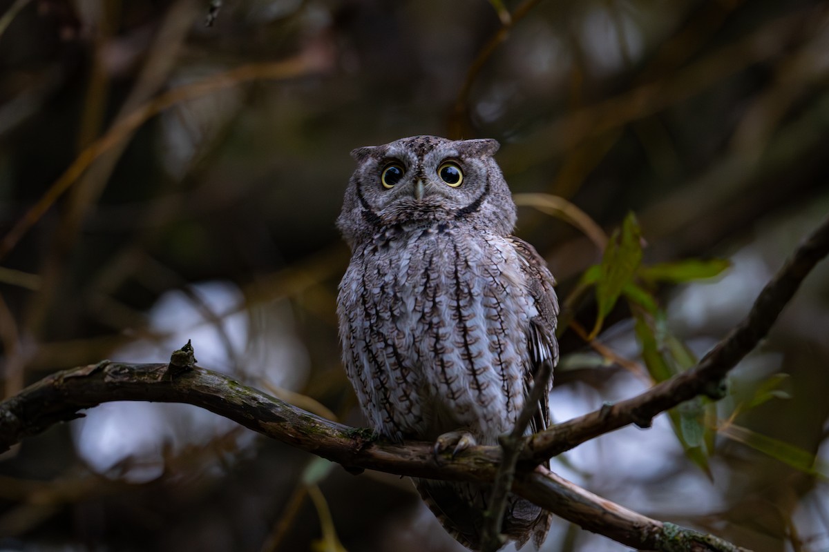 Eastern Screech-Owl - ML643572169