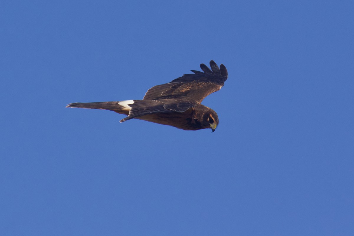 זרון אמריקני - ML643572178