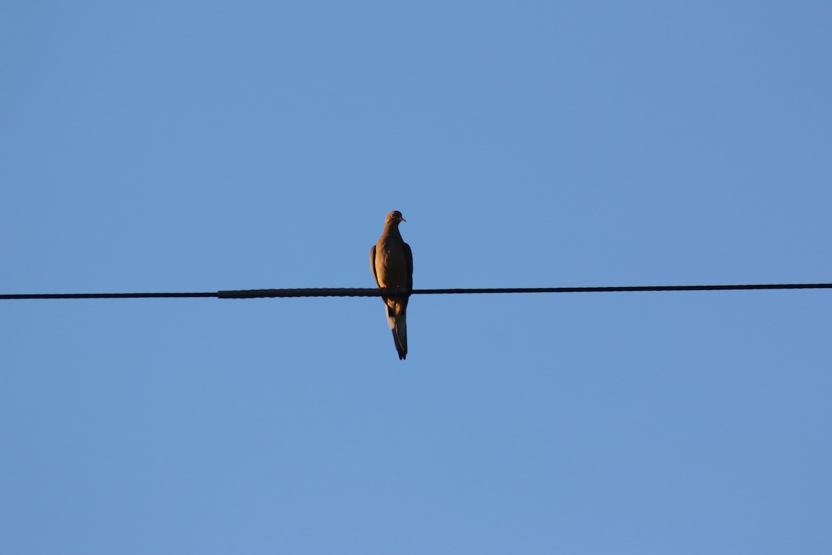 Mourning Dove - ML643572191