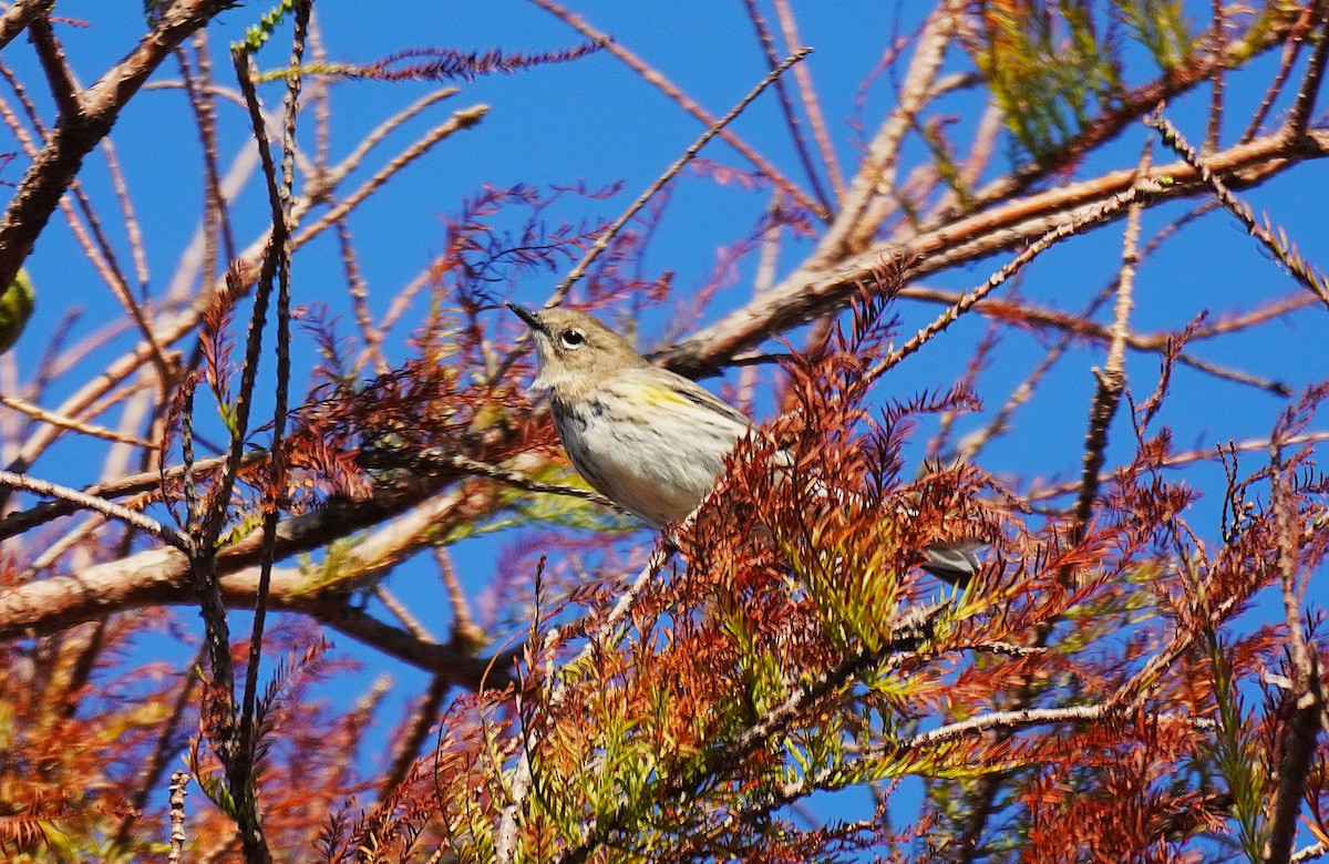 Paruline à croupion jaune (coronata) - ML643572204