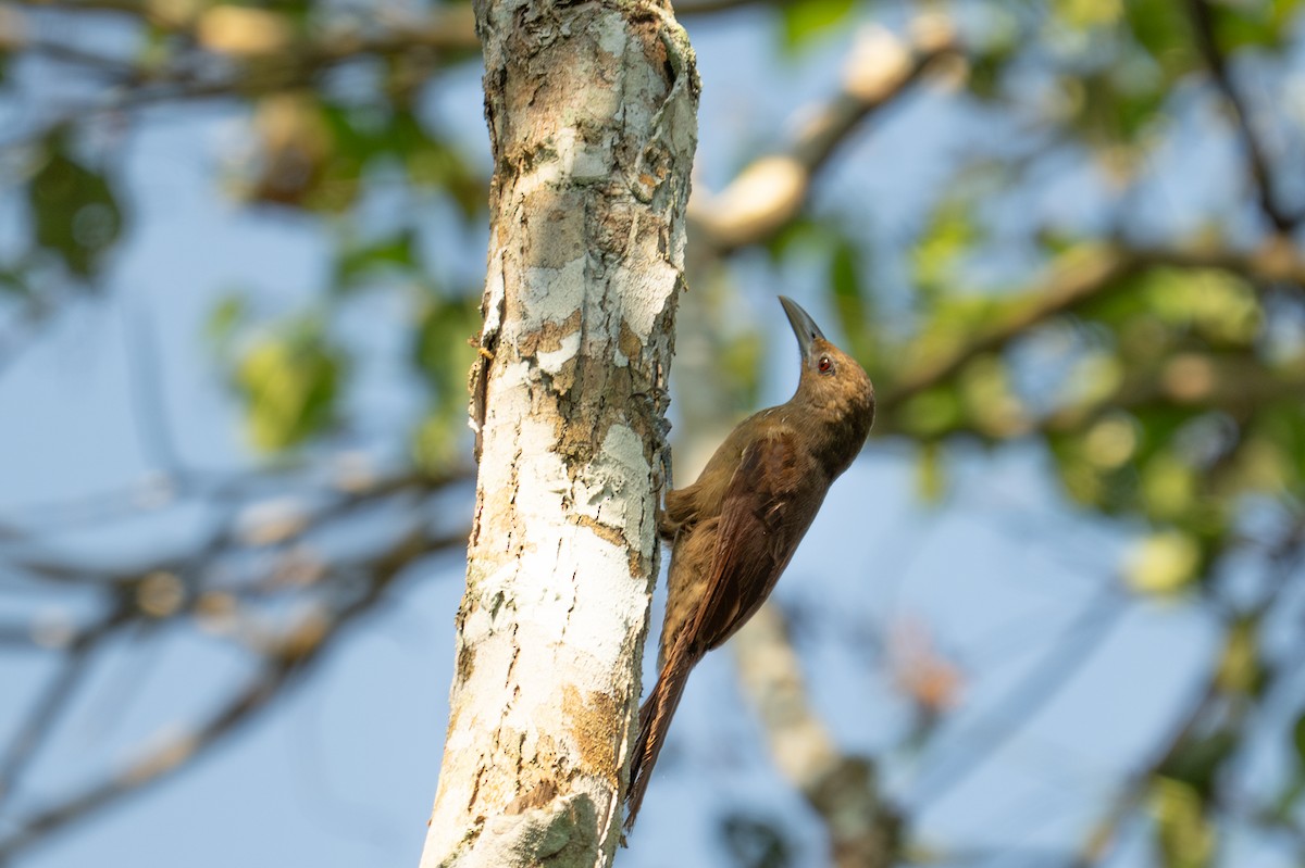 Cinnamon-throated Woodcreeper - ML643572211