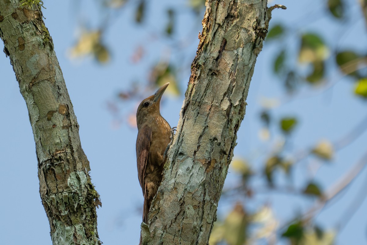 Cinnamon-throated Woodcreeper - ML643572212
