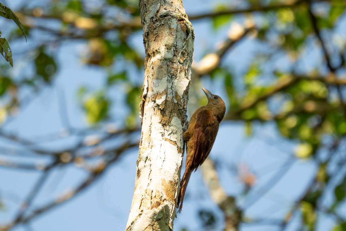 Cinnamon-throated Woodcreeper - ML643572213