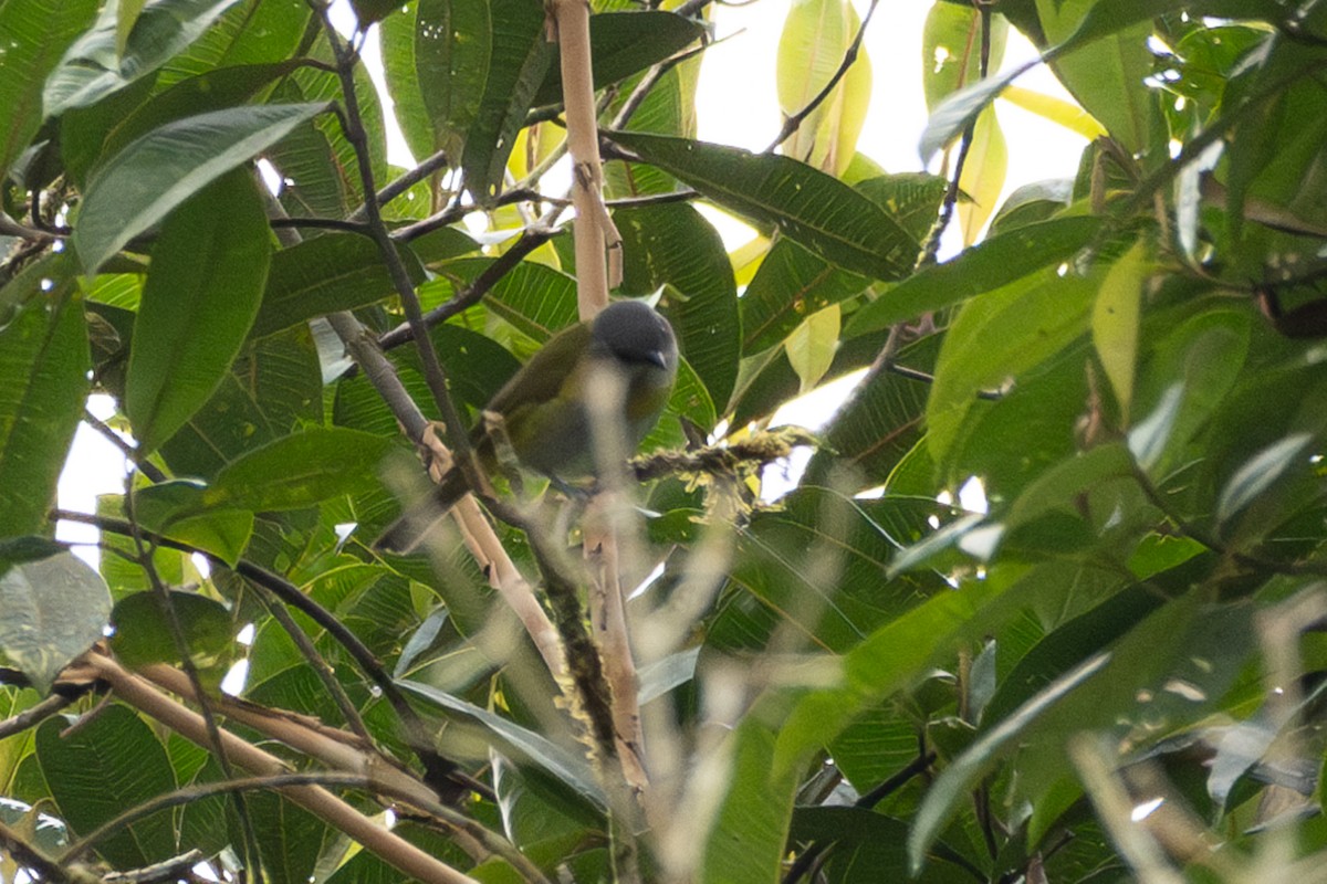 Ashy-throated Chlorospingus - ML643572214