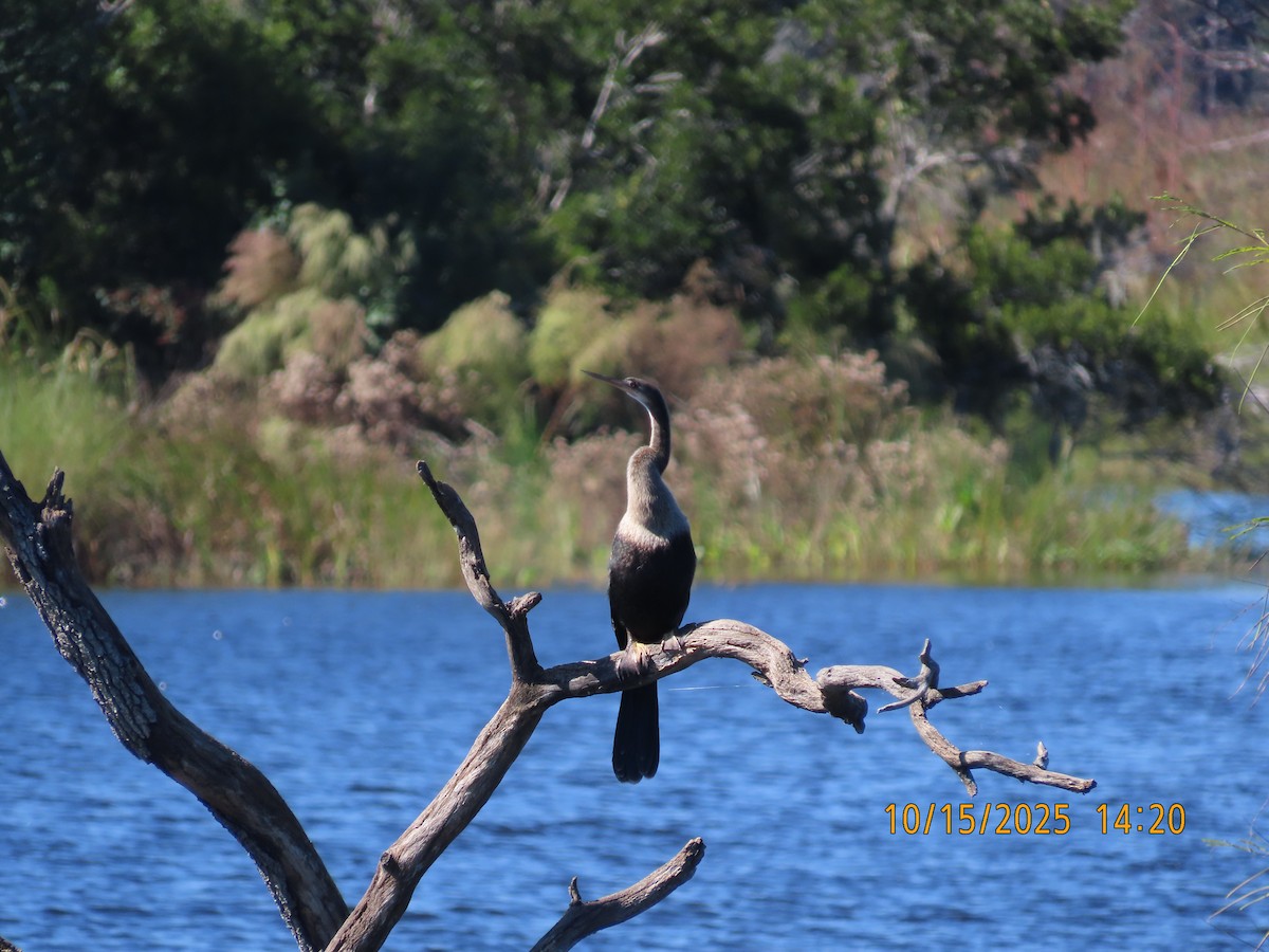 Anhinga - ML643572215