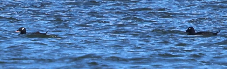 White-winged Scoter - ML643572218