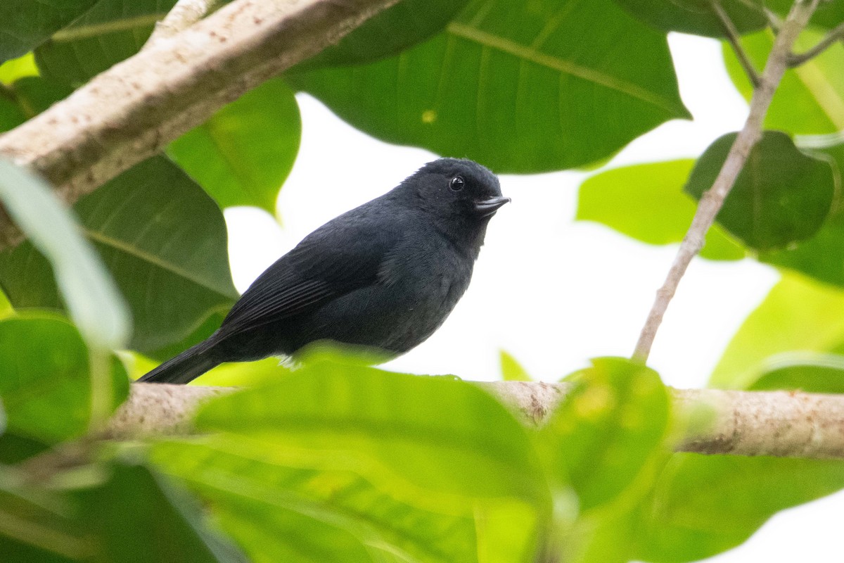 Black Flowerpiercer - ML643572220