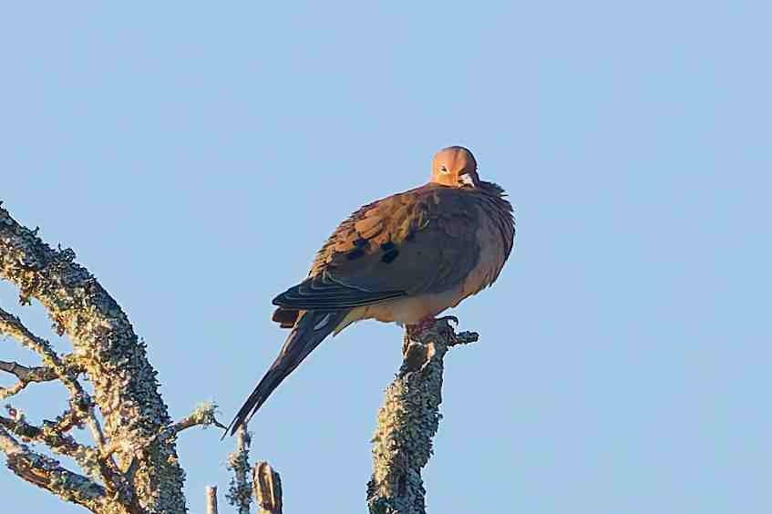 Mourning Dove - ML643572223