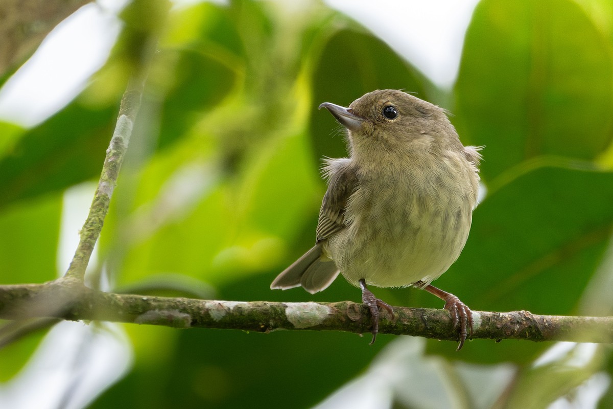 Rusty Flowerpiercer - ML643572230