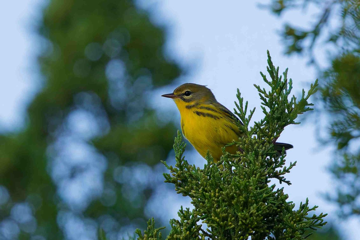 Prairie Warbler - ML643572234