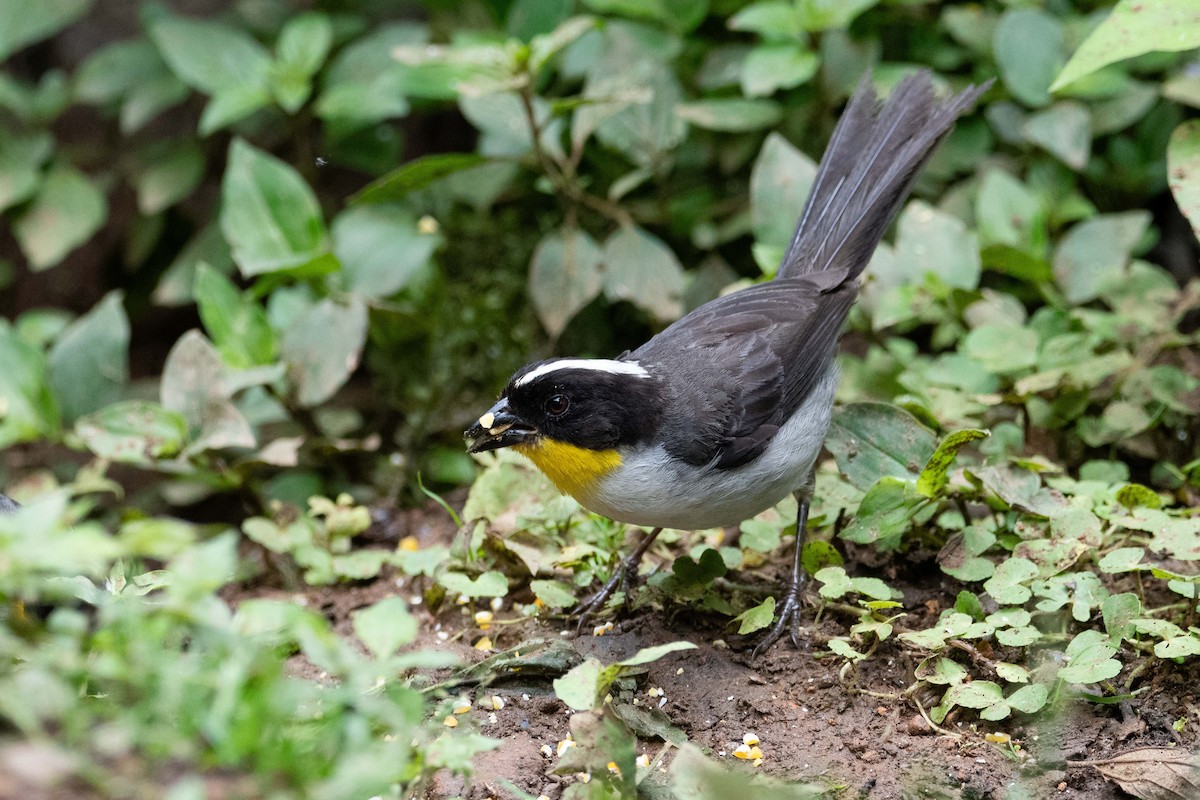 White-naped Brushfinch - ML643572235