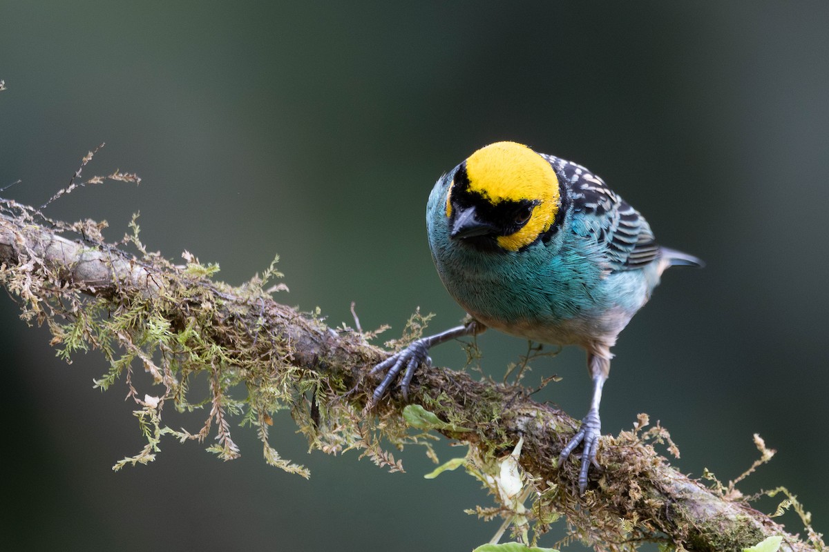 Saffron-crowned Tanager - ML643572239