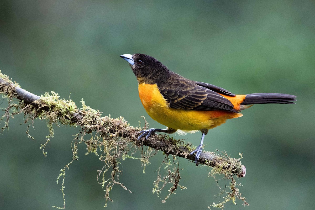Flame-rumped Tanager - ML643572252