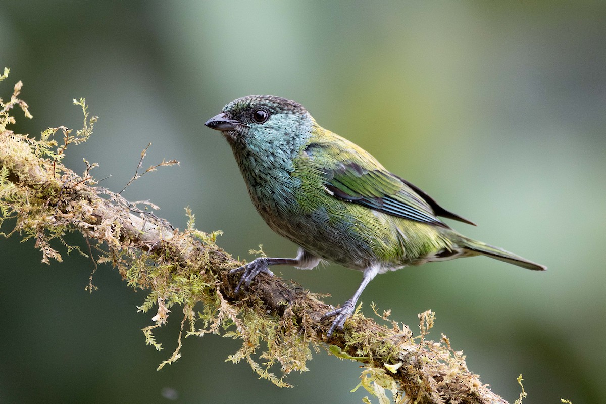 Black-capped Tanager - ML643572255