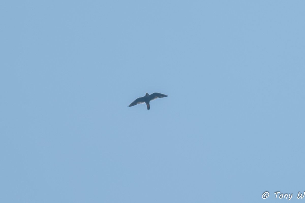 Peregrine Falcon - ML643572262