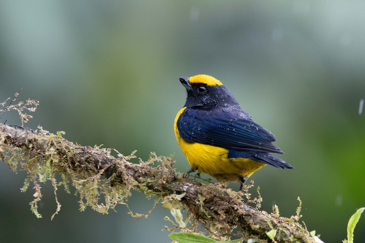 Orange-bellied Euphonia - ML643572264