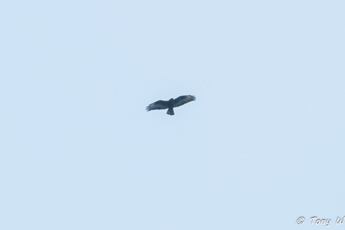 Common Buzzard - ML643572266