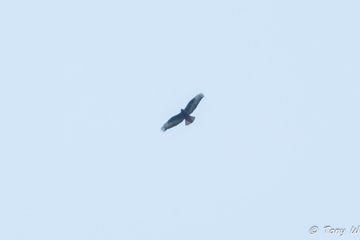 Common Buzzard - ML643572267