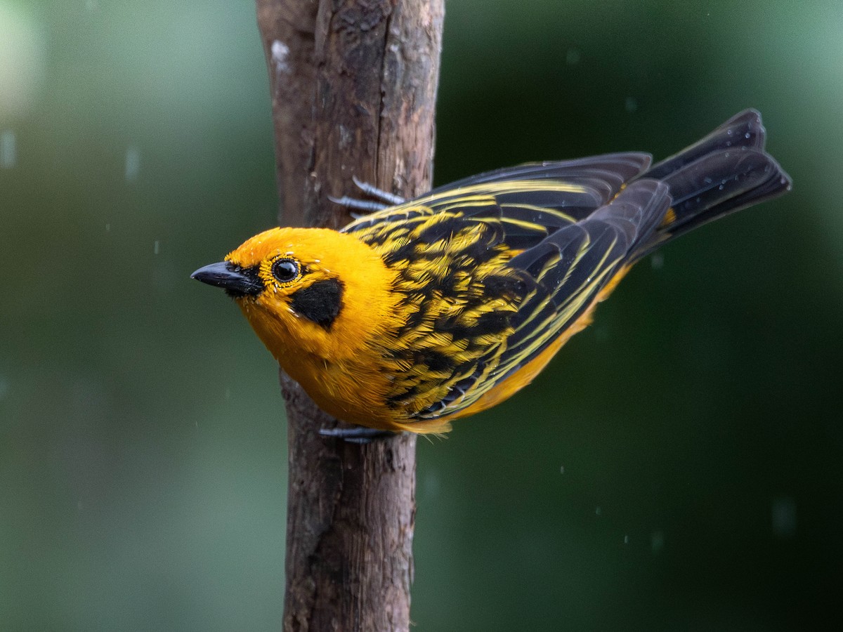 Golden Tanager - ML643572274