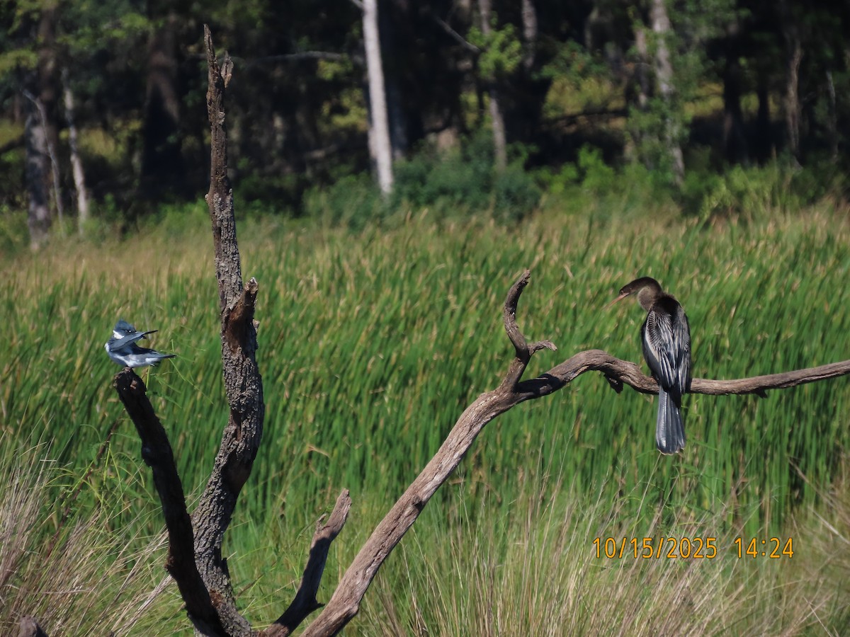 Anhinga - ML643572276