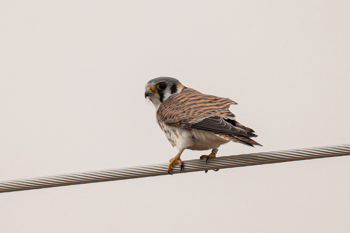 Buntfalke - ML643572288