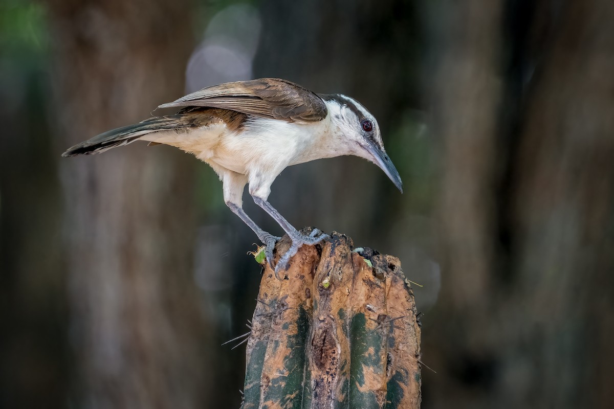 Bicolored Wren - ML643572289