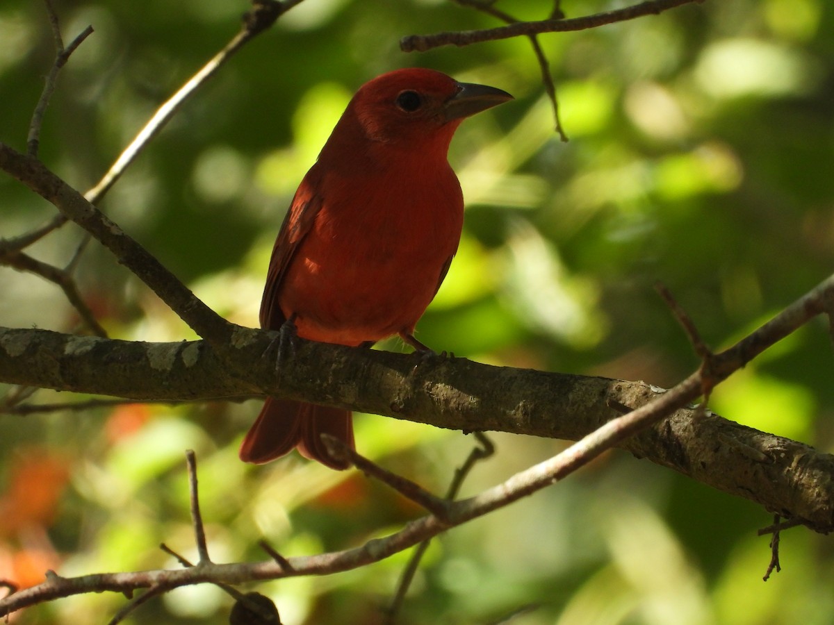 Summer Tanager - ML643572290